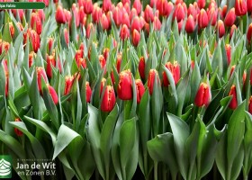 Tulipa Fabio ® (2)